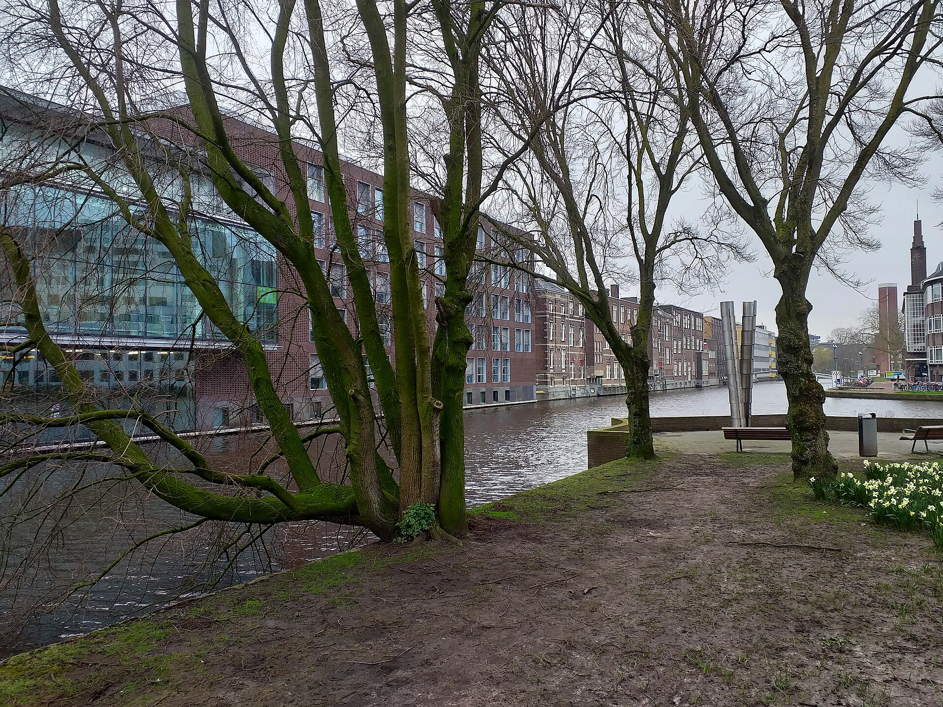 Urban trees in winter, along the canal water, Amsterdam city.jpg