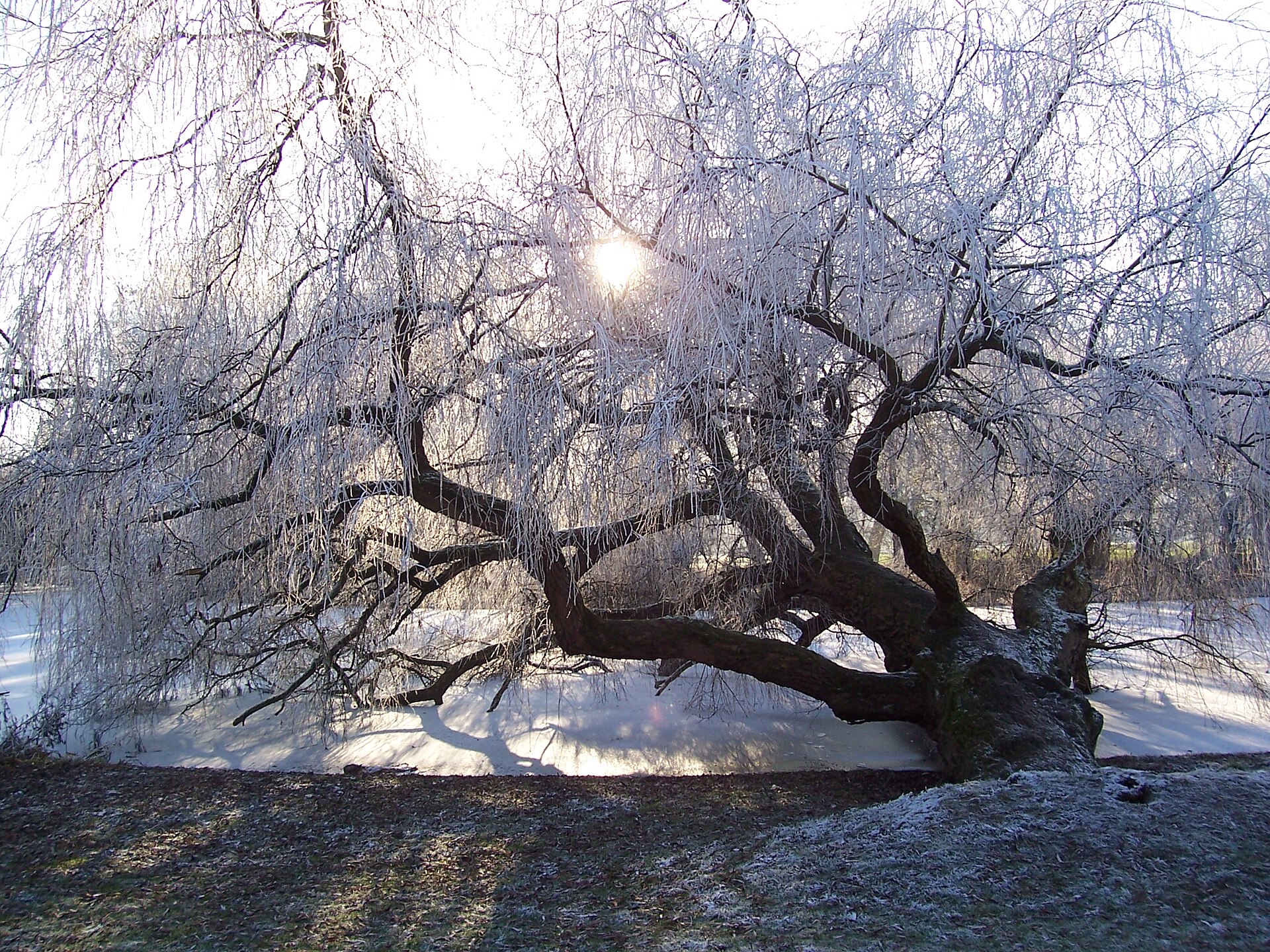 2007.12 - 'Photo of Dutch urban nature', a frozen willow along the border of the pool in the Vondelpark, Amsterdam city, DecemberDutch photo - urban photography by Arjan Heijnsbroek, The Netherlands (27515545731).jpg