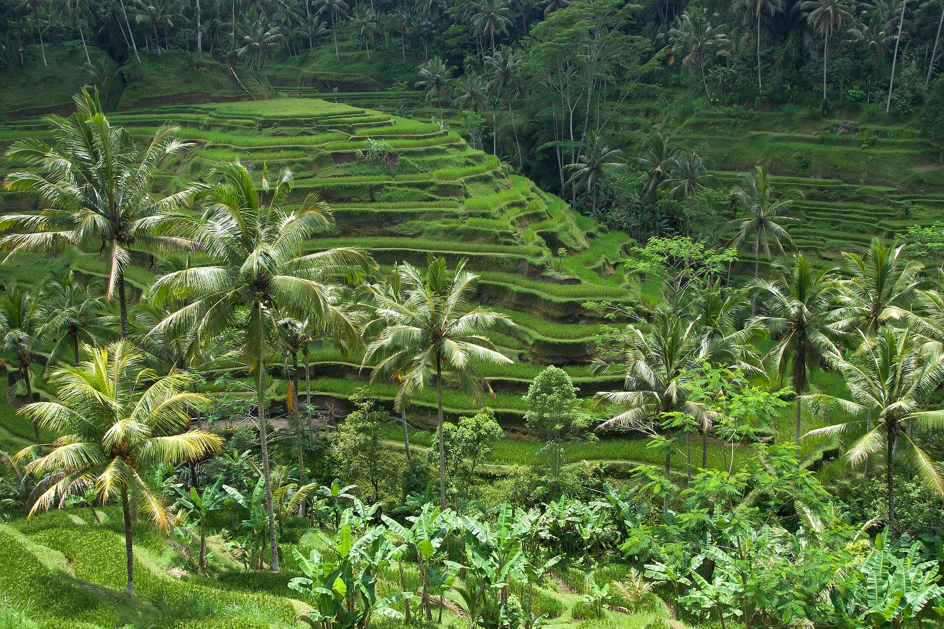 Rice terraces, Bali.jpg