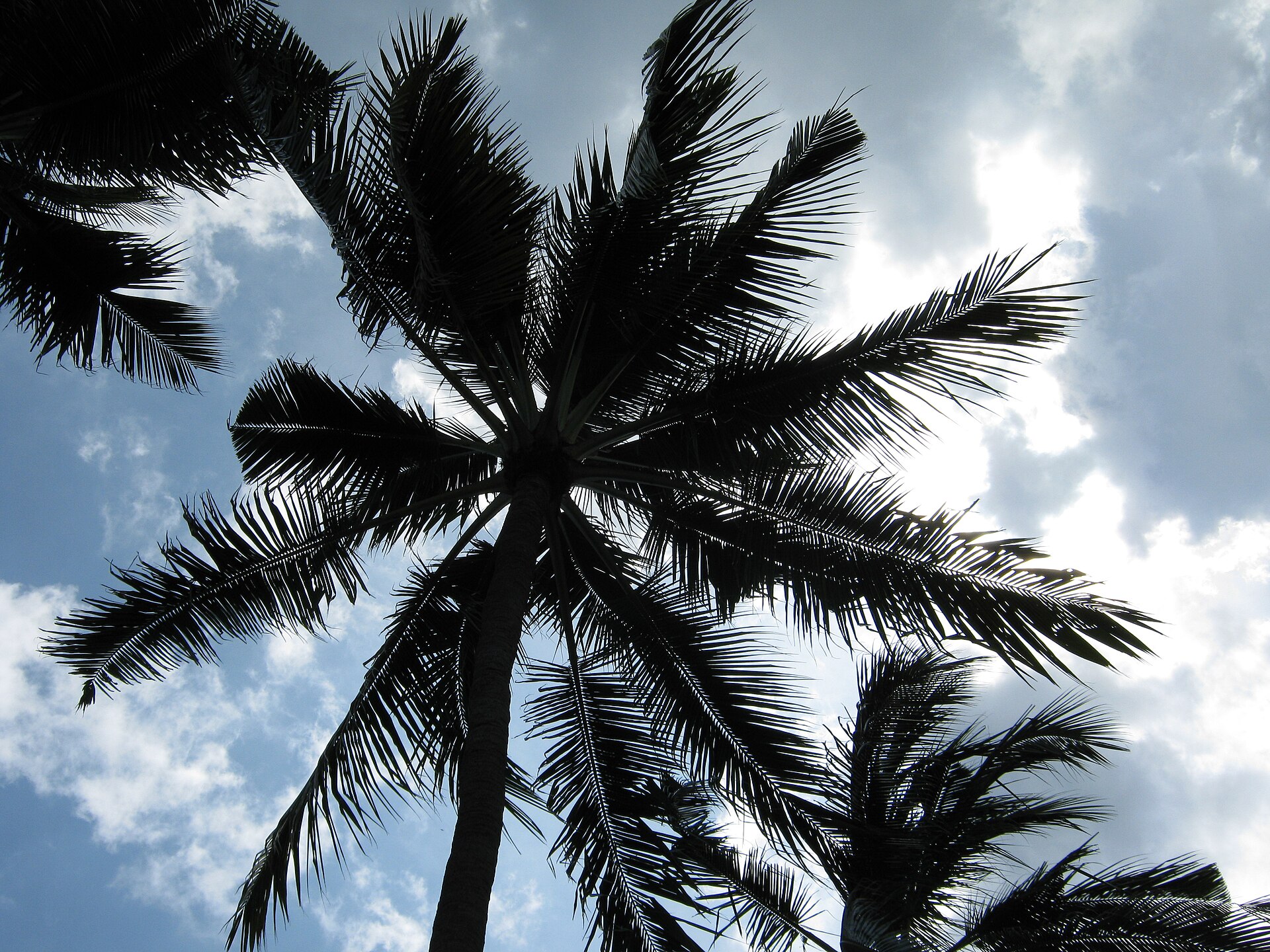 Bali nusa dua beach palm.JPG