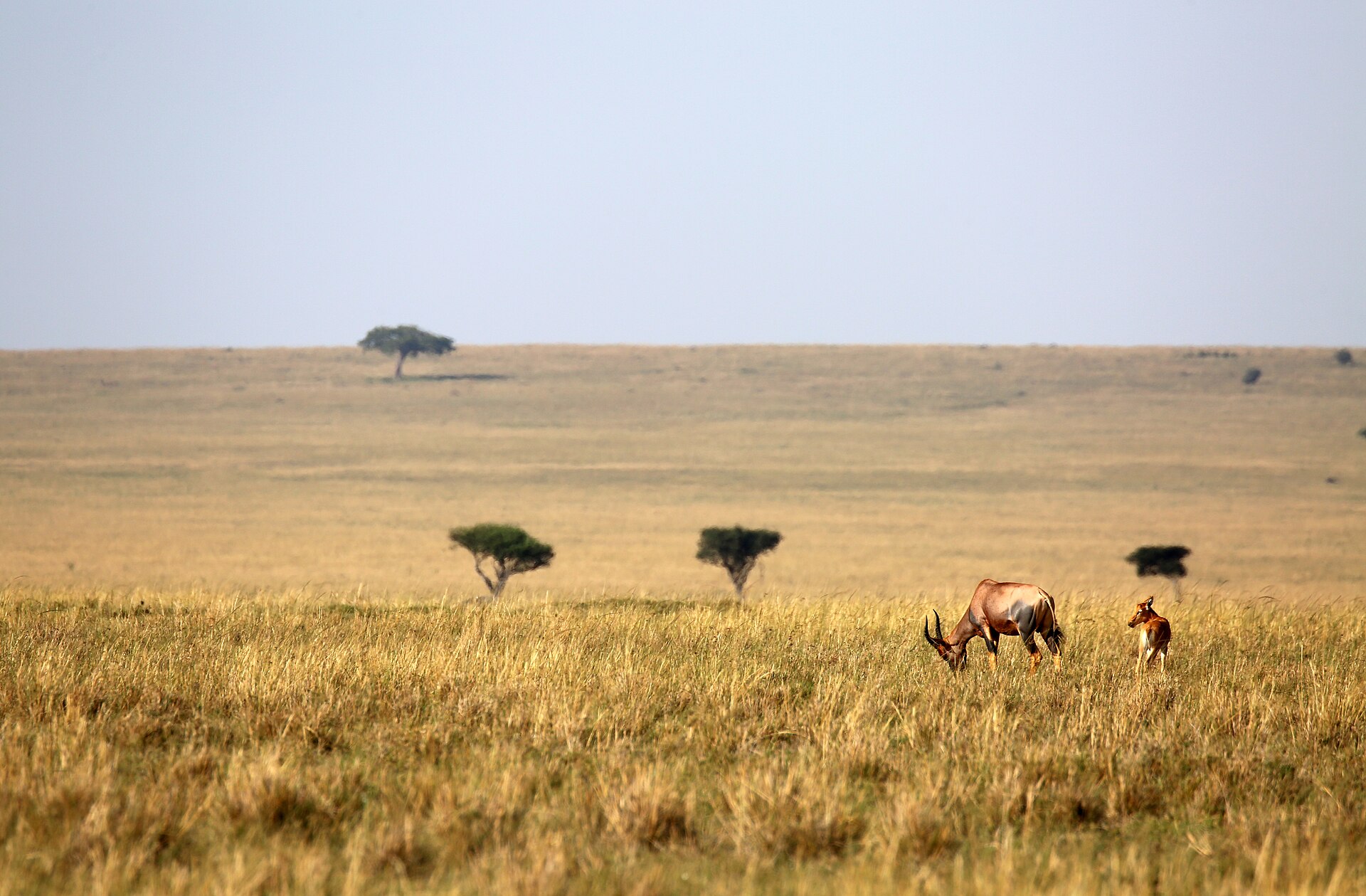 Landscape, Masai Mara, Kenya (52452028118).jpg