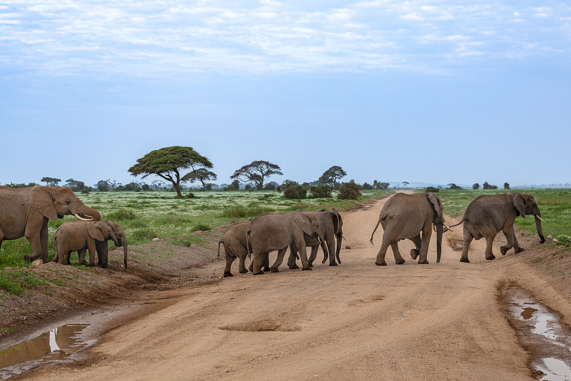 Amboseli National Park Kenya 04.jpg