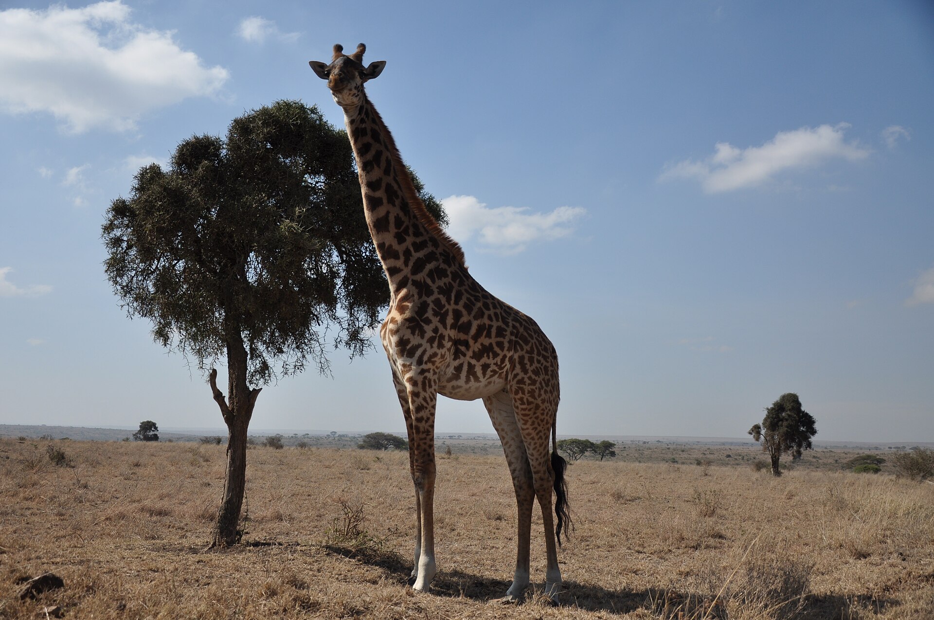 Lascar Giraffes - Nairobi National Park (4540802988).jpg
