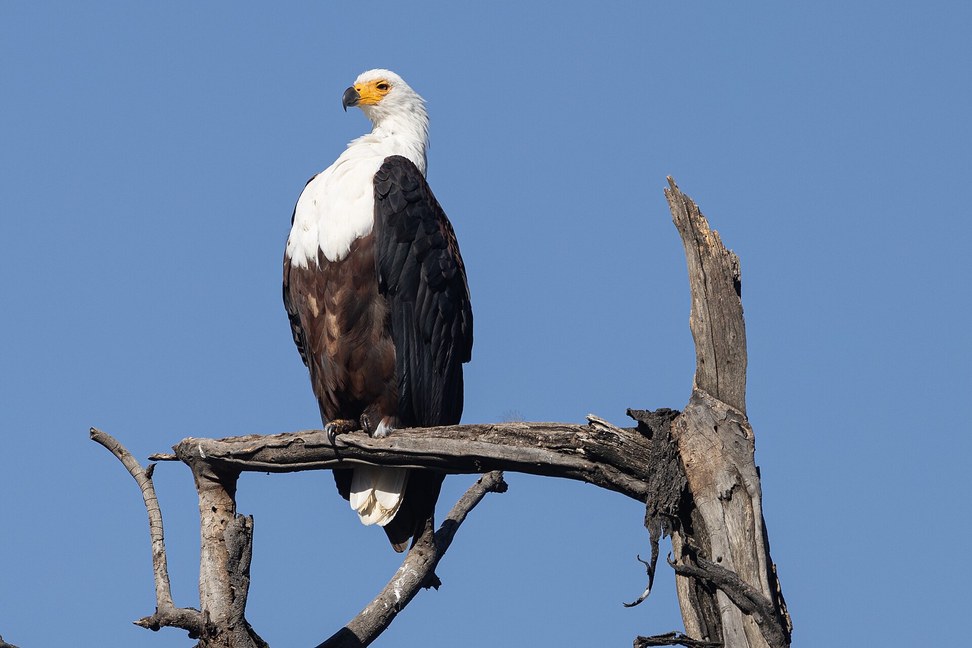 African fish eagle (Haliaeetus vocifer) at lake Nakuro.jpg