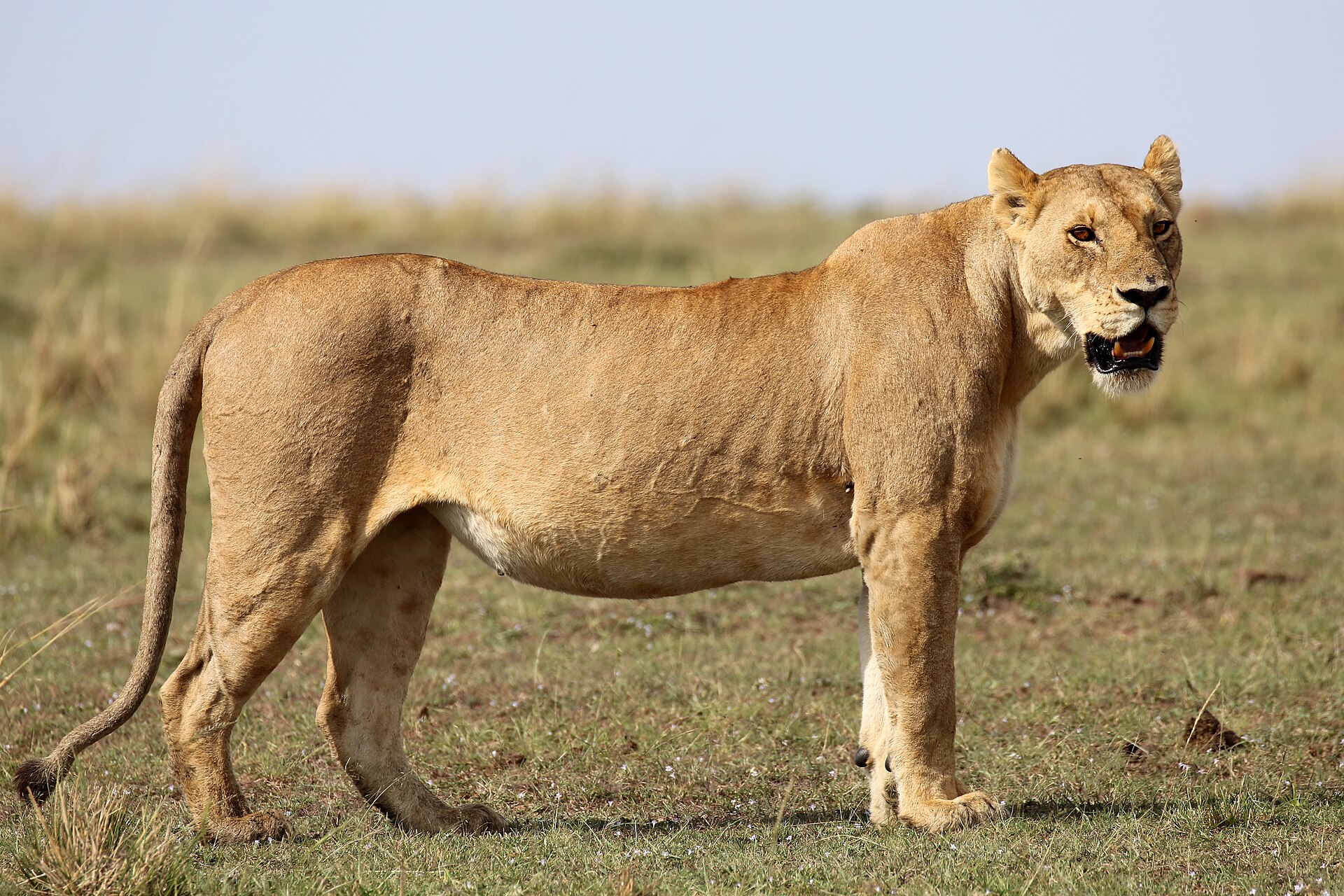 Lion, Masai Mara, Kenya (52465732340).jpg