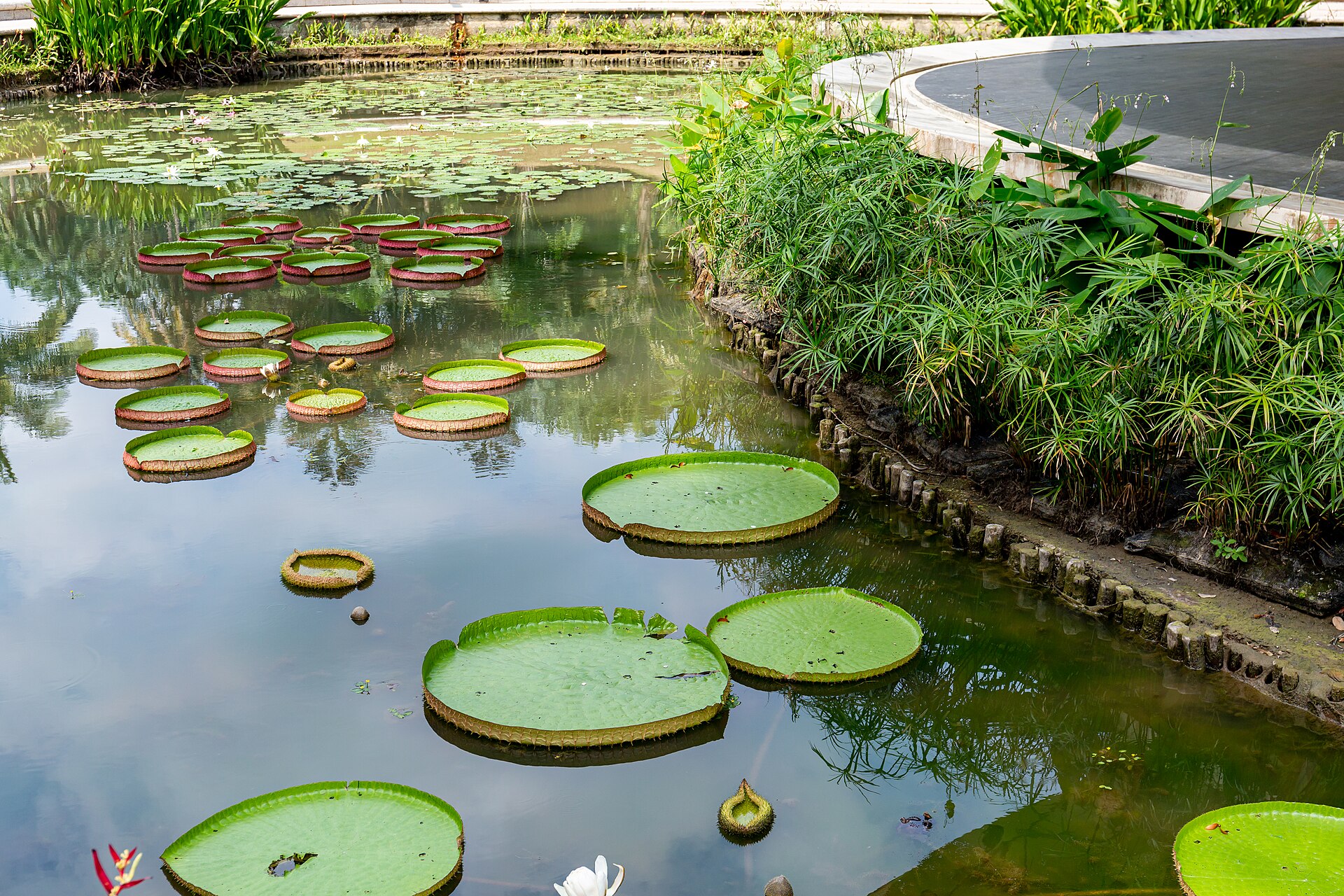 20190819 Singapore Botanic Gardens lily pads-1.jpg