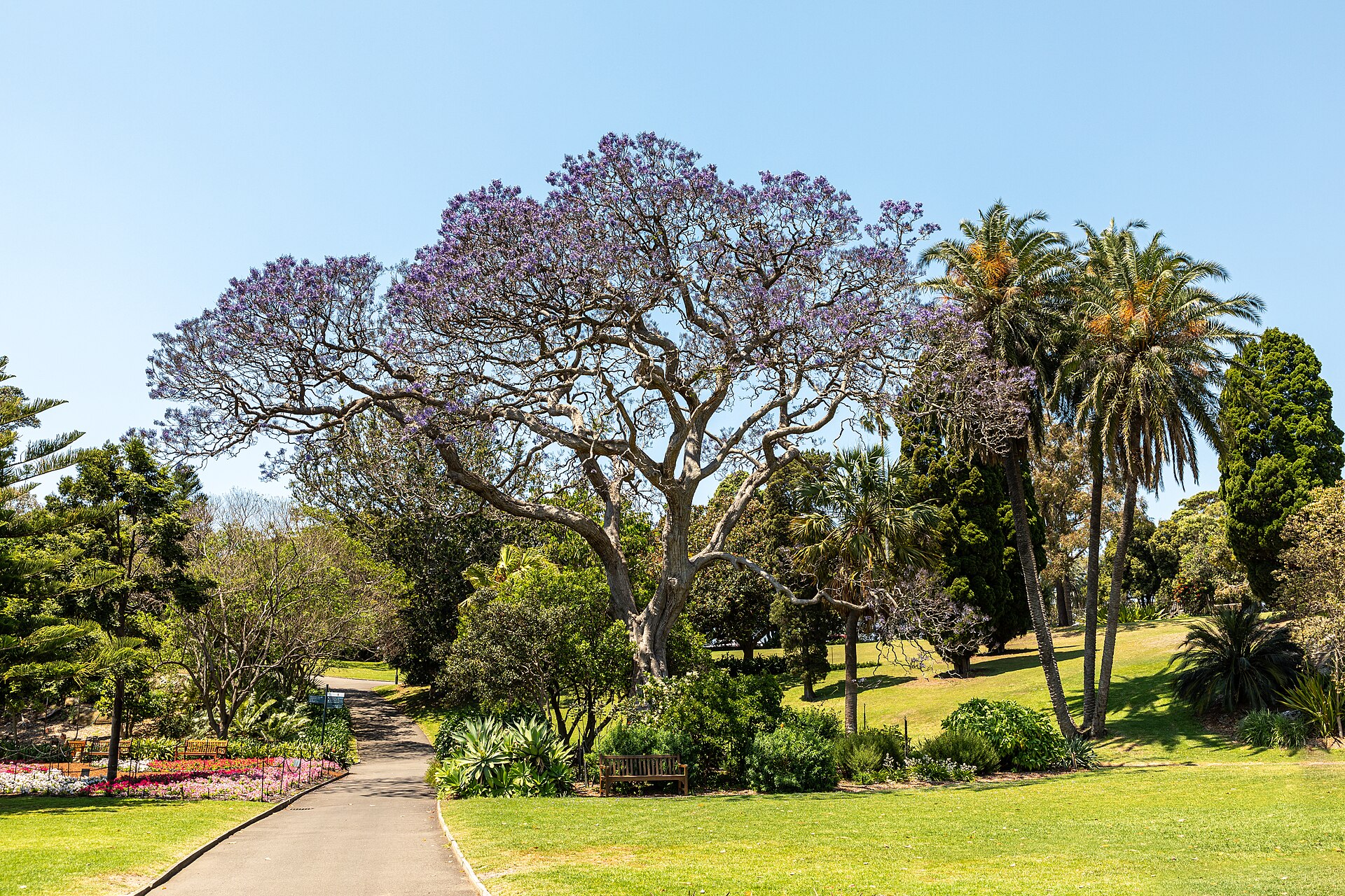Sydney (AU), Royal Botanic Gardens -- 2019 -- 3082.jpg