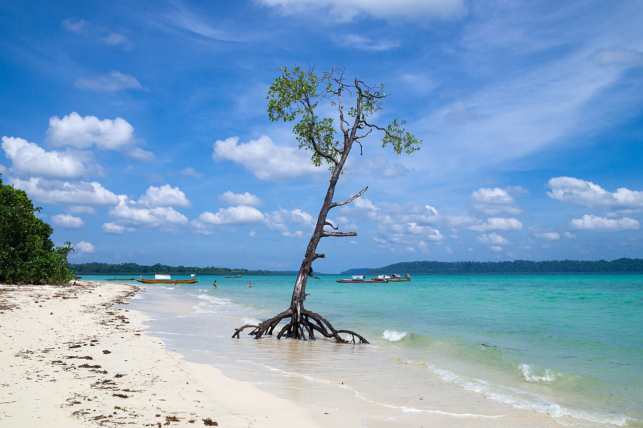 Havelock Island, Mangrove tree on the beach, Andaman Islands
