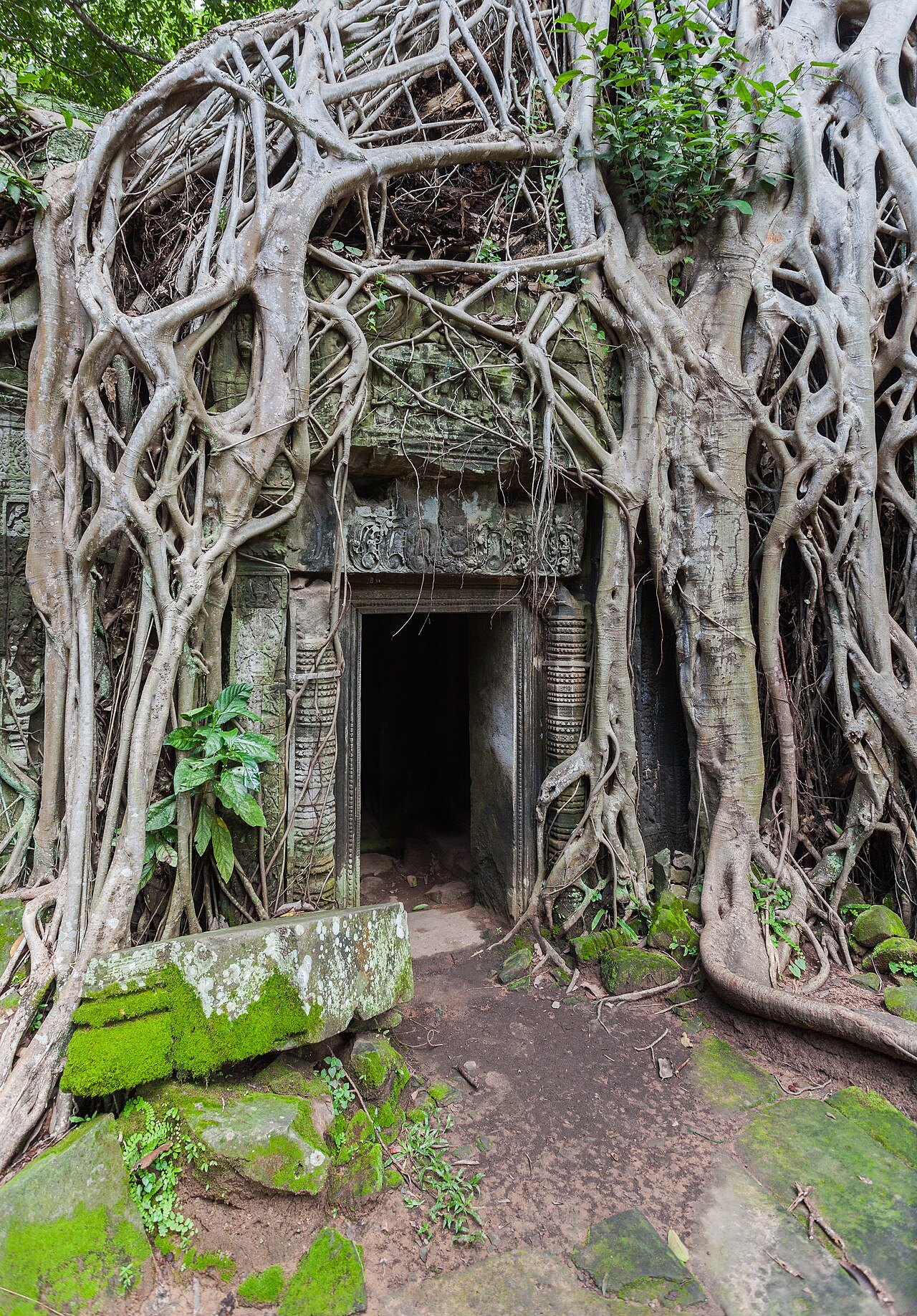 Ta Phrom, Angkor, Camboya, 2013-08-16, DD 41
