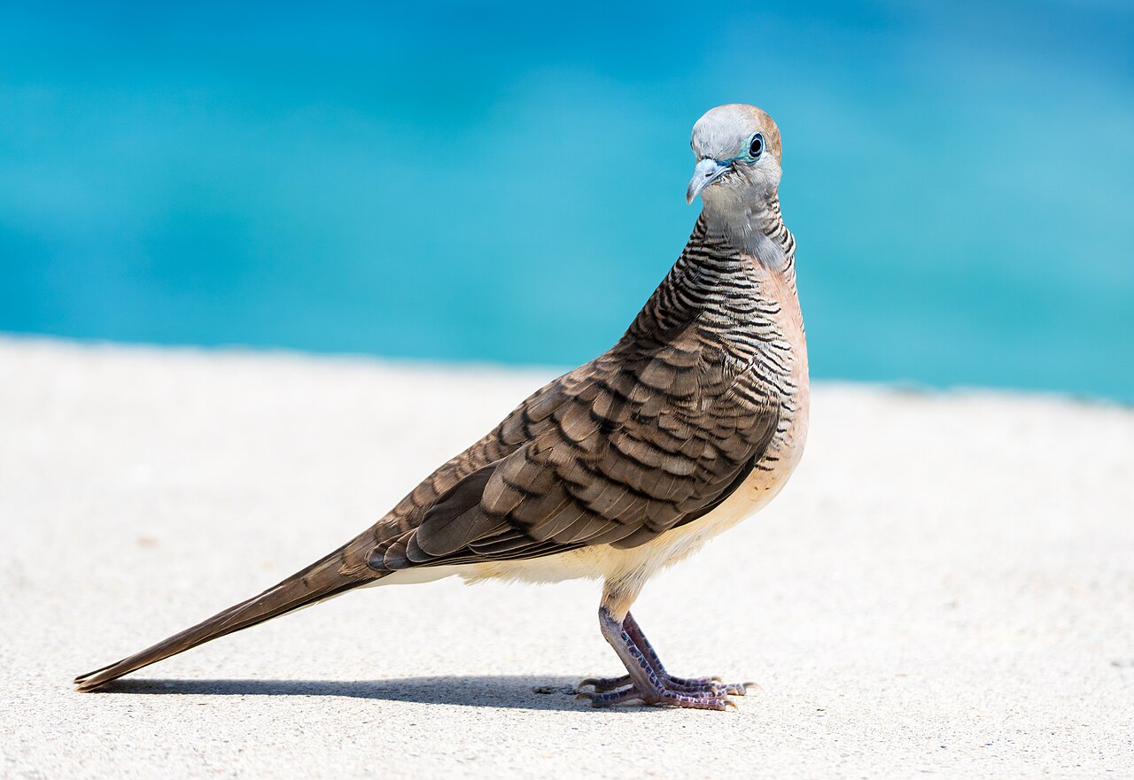 Barred Ground Dove (Geopelia striata) - Mahe - Seychelles - 05
