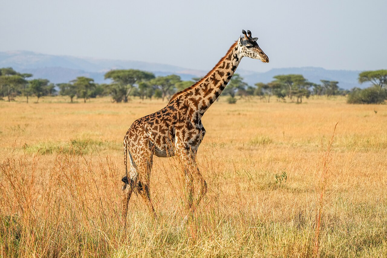 042 Masai giraffe in the Serengeti National Park Photo by Giles Laurent