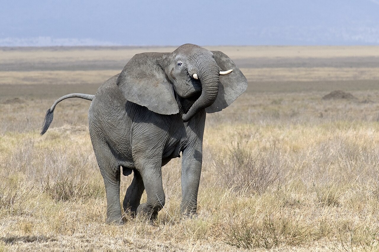 Loxodonta africana (Serengeti, 2009)